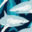sharks-swatch