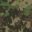 Nylon_Digi-Camo-Woodland-green_Swatch